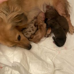 Dachshund Puppies from Hetu's Dachshunds