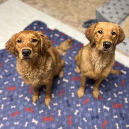 Golden Retriever Puppies from Mountain Reign Golden Retrievers