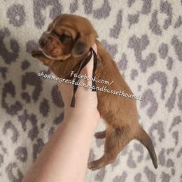 Black collar - Mahogany and white male Basset Hound puppy in Alton, Illinois from Show Me Great Danes and Basset Hounds