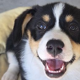 Pembroke Welsh Corgis from Zion's Michigan Acres