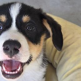 Pembroke Welsh Corgis from Zion's Michigan Acres