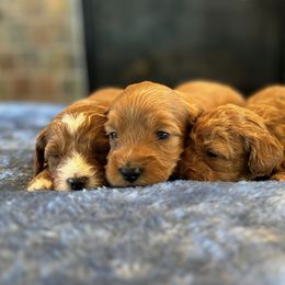 Goldendoodles from JER Doodles