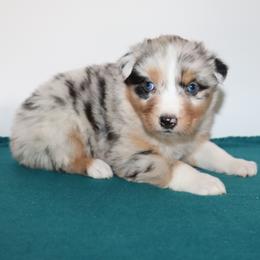 Wind - Blue merle female Australian Shepherd puppy in Colorado from Firestone Australian Shepherds