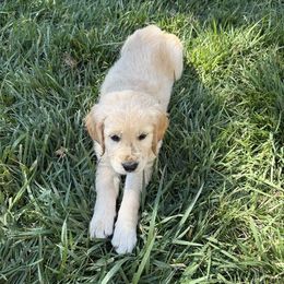 White - Girl - Light golden female Golden Retriever puppy in Chico, California from Upper Park Goldens