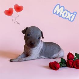 Moxie - White and chocolate male American Hairless Terrier puppy in Arizona City, Arizona from Gaus Hof