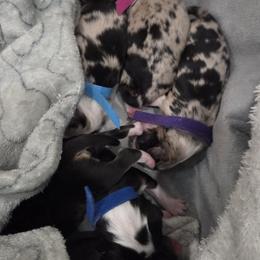 Australian Shepherd Puppies from Out of the Blue Aussies