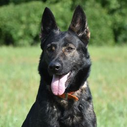 Dejuco Ice - German Shepherd