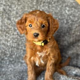 Lumi - Red  female Goldendoodle puppy in Wharton, Texas from Little Fur Friends