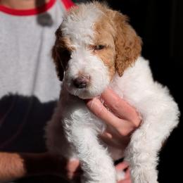Peach Collar - Parti male Goldendoodle puppy in Olympia, Washington from Sinclairdoodles