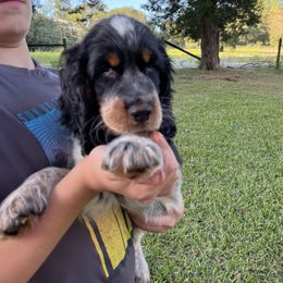 Beau - Black white and tan English Springer Spaniel puppy in Williston, Florida from Bizzy Farms English Springer Spaniels
