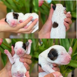 Donald - Parti male Poodle puppy in Yuciapa, California from AlltheDoodlez_