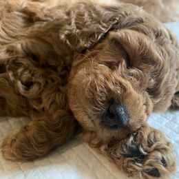 Goldendoodle Puppies from Missoula Family Goldendoodles