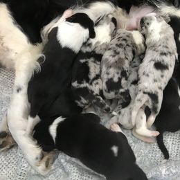 Border Collie Puppies from By Design Farm