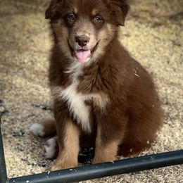 Merlin - Red tri-color Australian Shepherd puppy in Mineral Wells, Texas from A6 Australian Shepards