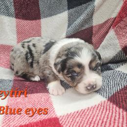 Neytiri - Blue merle female Miniature Australian Shepherd puppy in Orrtanna, Pennsylvania from Mountain Top Shepherd's