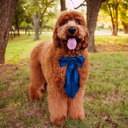Maui - Goldendoodle