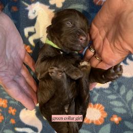 Green collar girl - Chocolate female Goldendoodle puppy in Fairfield, California from Twin Sisters Doodles