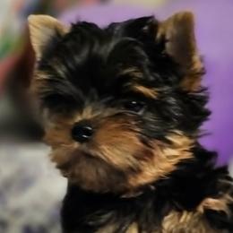 Yorkshire Terriers from CHABRE Yorkshire Terriers