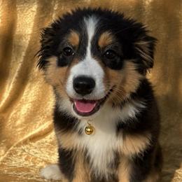 Cinderella (Ella) - Black tri female Miniature Australian Shepherd puppy in Tecumseh, Oklahoma from Ashley's Aussies, LLC