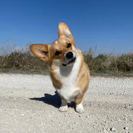 Olive - Pembroke Welsh Corgi