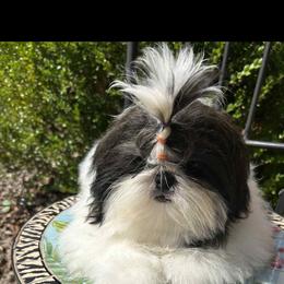 Panda - Shih Tzu