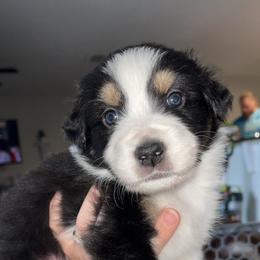 Australian Shepherd Puppies from Southern Sky Aussies