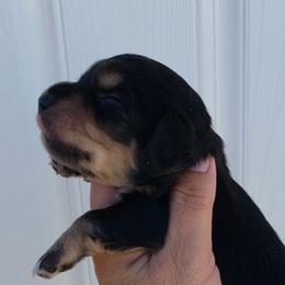 Wednesday - Black and cream male Dachshund puppy in El Paso, Texas from Mells Weenies