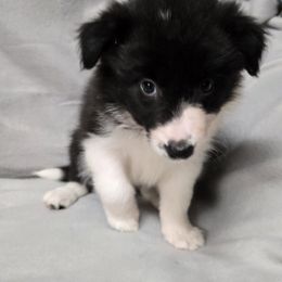Girl 2 - Black and white female Border Collie puppy in Richland, Pennsylvania from Winter Creek Border Collies