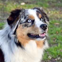 Blaze - Miniature Australian Shepherd