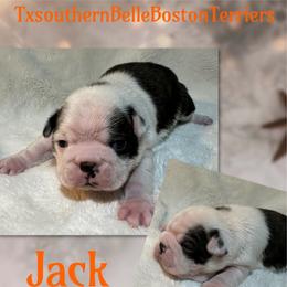 Jack - Black and white male Boston Terrier puppy in Brazos Point, Texas from TX Southern Belle Boston Terriers