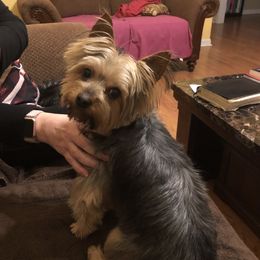 Bella - Yorkshire Terrier