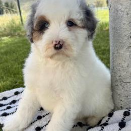 Dune - Blue merle male Aussiedoodle puppy in Heber City, Utah from Junipersdoodles
