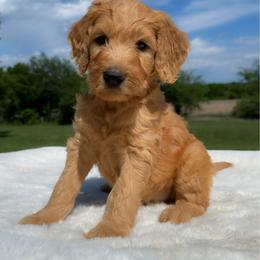 Carl - Apricot male Goldendoodle puppy in Osage City, Kansas from Golden Ridge Goldens
