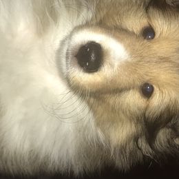 Boy 3 - Shetland Sheepdog puppy in Montauk, New York from Hillbrae Shetland Sheepdogs