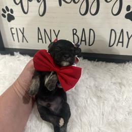 Milo - Tri-color male Yorkipoo puppy in Apple Valley, California from Boujeepups