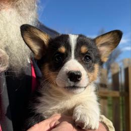 Iris - Black and tan female Pembroke Welsh Corgi puppy in Paxton, Illinois from McGovern Family Corgis