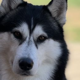Oakley - Siberian Husky