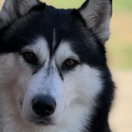 Oakley - Siberian Husky
