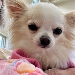 Snow - Chihuahua