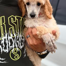 Orange Boy - Parti male Poodle puppy in Joshua, Texas from Double R Poodles