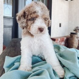 Aussiedoodle and Bernedoodle Puppies from High Desert Doodles