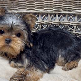 Boy number 2 - Black and tan male Yorkshire Terrier puppy in Statham, Georgia from The Yorkie Love Shack