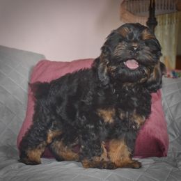 Bandit - Black and tan male Cockapoo puppy in Myerstown, Pennsylvania from The Cocker Cingdom