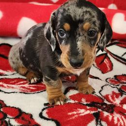 Elf - Dapple male Dachshund puppy in Anaconda, Montana from Williams Family Dachshunds