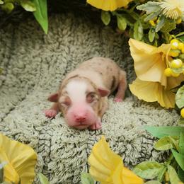 Milly - Red merle female Miniature Australian Shepherd puppy in Sandown, New Hampshire from Ashby Lou Aussies