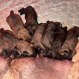 Boy 1 - Brindle male Mastiff puppy in Carthage, Missouri from Mama’s Mastiffs