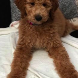 Goldendoodle Puppies from Krista's Goldendoodles
