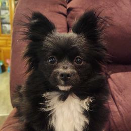 Booty - Pomeranian