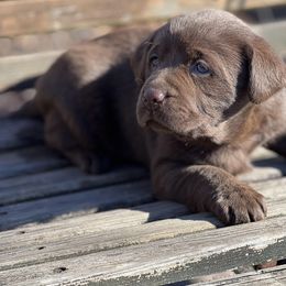 Girl 2 - Labrador Retriever puppy in Seymour, Missouri from Castlegate Labs & Doodles