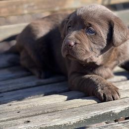 Girl 2 - Labrador Retriever puppy in Seymour, Missouri from Castlegate Labs & Doodles